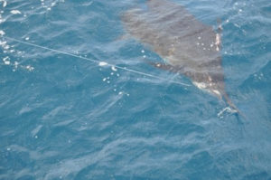 sailfish-costa-rica